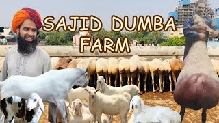 More than 150 turkey dumba at one roof 😮 SAJID DUMBA FARM 1st video 2024 [upl. by Yerak]