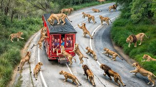 Incredible Safari Moments Caught on Camera [upl. by Bohon]