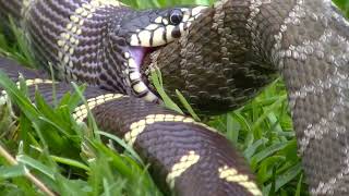 King Snake Eating A Rattlesnake Pt 1 [upl. by Stav]