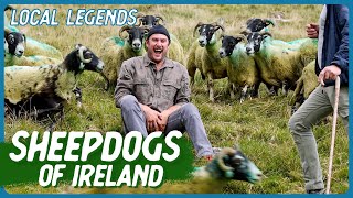 THE ART OF HERDING SHEEP with sheepdog Bruce  Ireland  Local Legends  Brad Leone [upl. by Finnie]