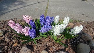 How to grow hyacinths with all updates [upl. by Anahsek991]