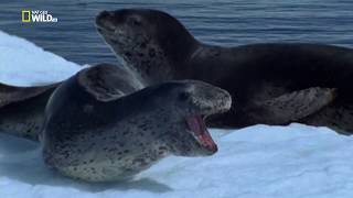 National Geographic Дикая Антарктида  Wild Antarctica 2015 1080 [upl. by Akihdar]