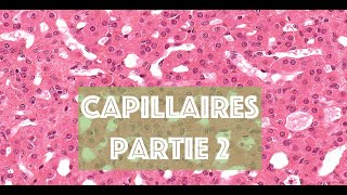 LE CAPILLAIRE SANGUIN partie 2  HISTOLOGIE [upl. by Namyac]