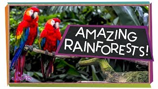 Explore the Rainforest  Ecology for Kids [upl. by Eadas]