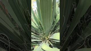 Yucca filamentosa PMV art nature plants [upl. by Marius978]