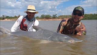 O TUBARAO DA AGUA DOCE PESCARIA DE PIRAIBA RIO ARAGUAIA [upl. by Worl]