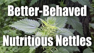 Nettles Tips for Growing AND Containing this Nutritious Spring Perennial Veg [upl. by Siddra]