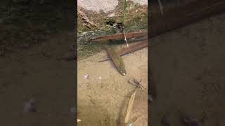 Unique Eel Fish Catching Technique [upl. by Reema488]