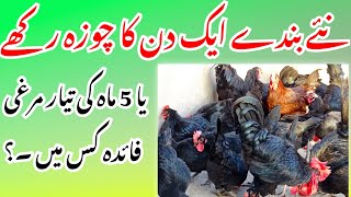 How to Start Poultry Business  Poultry Ideas [upl. by Loree140]