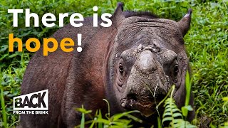 Why the Sumatran Rhino is NOT Extinct Yet  Back from the Brink [upl. by Hanfurd]