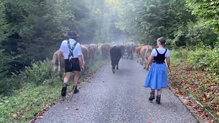 Viehscheid der Sölleralpe  Oberstdorf  Allgäu [upl. by Mohr851]