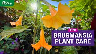 Brugmansia plant care  How to grow from Seed amp Cuttings  Feed amp Winter protection [upl. by Wendell]