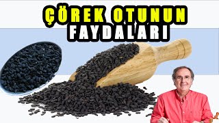 ÇÖREK OTUNUN FAYDALARI  Çörek Otunun Zararları  Çörek Otu Nasıl Kullanılır [upl. by Almire748]