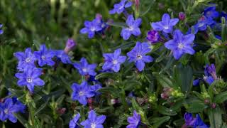 Lithodora diffusa [upl. by Goldy845]