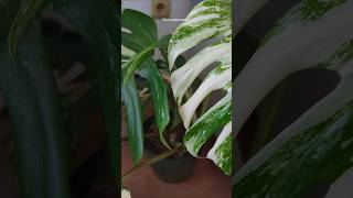 Variegated Monstera Albo monstera monsteraplant variegated plantcare flowers garden green [upl. by Africa]