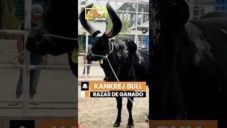 Razas de Ganado  Kankrej Bull [upl. by Auhesoj]