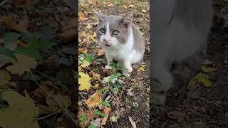 Meathead has something to say cat rescuekitty cute cuteanimal catlover catvideos [upl. by Dalpe2]