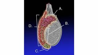 Difference Between Epididymis and Testicular Cancer [upl. by Couchman]