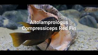 Altolamprologus Compressiceps Red Fin [upl. by Seabrooke366]