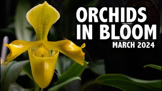 Orchid Collection Update  March 2024  So Many Paphiopedilum Blooms To See [upl. by Reiner]