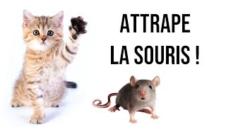 Jeu pour chats  Attrape la souris  Version 1H [upl. by Ericha]