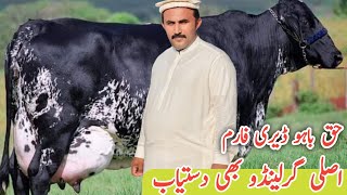 Biggest Girlando Cow For sale at Haq Bahoo Dairy Farm  Pakistans Best cows Farm [upl. by Ahsenre657]