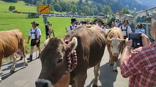 Viehscheid 2023 Schöllang  Gutenalpe [upl. by Meuser944]