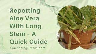 Repotting Aloe Vera With Long Stem – A Quick Guide [upl. by Rotkiv]