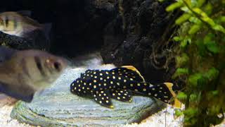 The most beautiful pleco L177 Gold Nugget [upl. by Satsoc861]