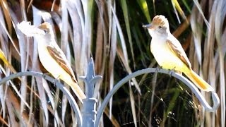 Great Crested Flycatcher Call [upl. by Ewan]