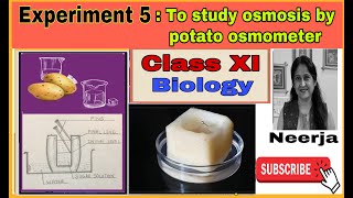 To study osmosis by potato osmometer experiment 5class 11 Biology with pencil sketchesNeerja [upl. by Sackey]