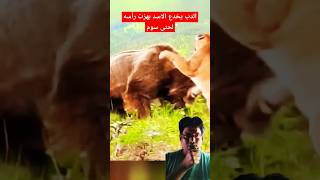 Bear and tiger fight YouTube funny shots [upl. by Meil]