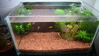 CUIDADO DE ALEVINES  ALIMENTACION Y CONSEJOS PARA CRIAS DE PECES GUPPY PLATY MOLLY Y BETTA [upl. by Alfeus]