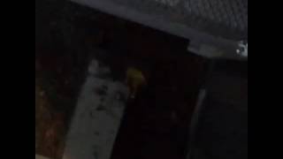 Chicken Falling Off Roof Vine [upl. by Trueman793]