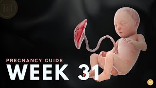 What to Expect at Week 31  Week by Week Pregnancy Guide [upl. by Ulrike922]