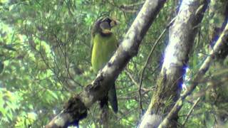 Fire Tufted Barbet [upl. by Macdonell]