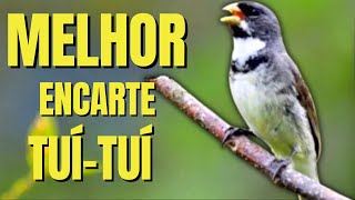 🟢MELHOR TUI TUI PARA ENCARTE🟢🟢 TURBINE SEU PARDO 🟢 [upl. by Ivar]