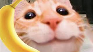 cat banana phone meme [upl. by Lanfri]