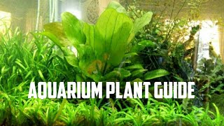 Aquarium Plant Guide Echinodorus Ozelot small [upl. by Marita]