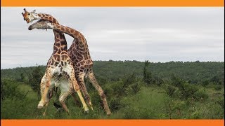 Giraffes Fighting [upl. by Mickie625]