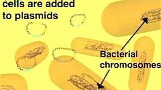 Cloning in a Plasmid Vector [upl. by Beuthel]