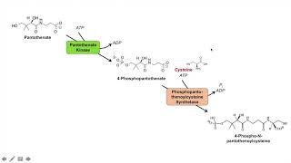 Coenzyme A CoA Biosynthesis Pathway and Vitamin B5 [upl. by Yekcin]