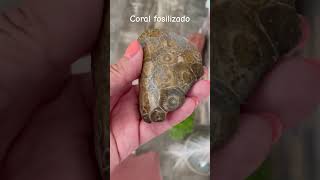 Coral fosilizado ​⁠1111brillaentrepiedras [upl. by Britte]