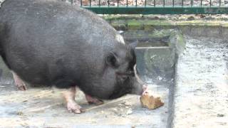 Hängebauchschwein frisst Brot [upl. by Bertram]