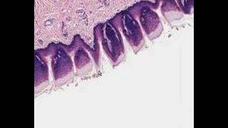 Shotgun Histology Tongue [upl. by Patric]