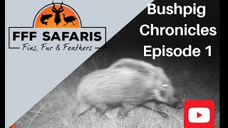 Bushpig Chronicles Part 1  Hunting the ghosts with FFF Safaris fffsafaris hunting2020 bushpig [upl. by Mccarty]