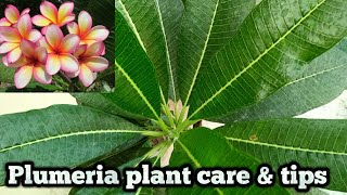 How to care plumeria plant  best soil for plumeria [upl. by Georgeanne]