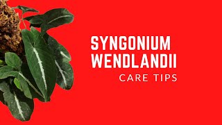 SYNGONIUM WENDLANDII  CARE TIPS [upl. by Akedijn991]