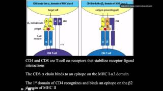 Immunology Major histocompatability complex [upl. by Gnof]