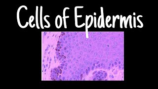 Cells of Epidermis  Dermatology  MisMedicine [upl. by Yasmin]